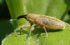 Lixus pulverulentus